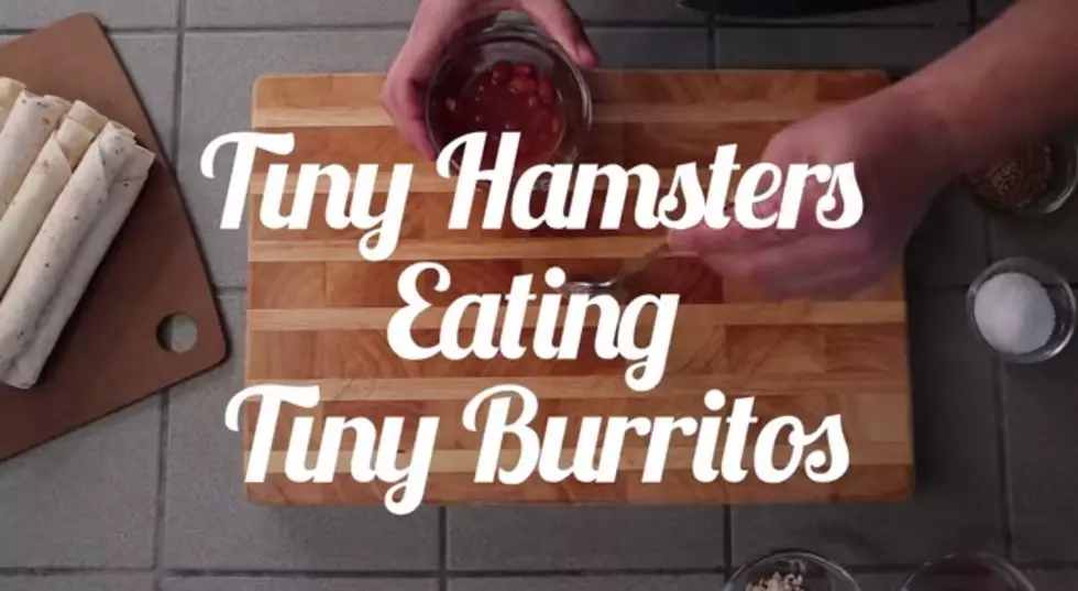 Tiny Hamster Eating A Tiny Burrito [VIDEO]