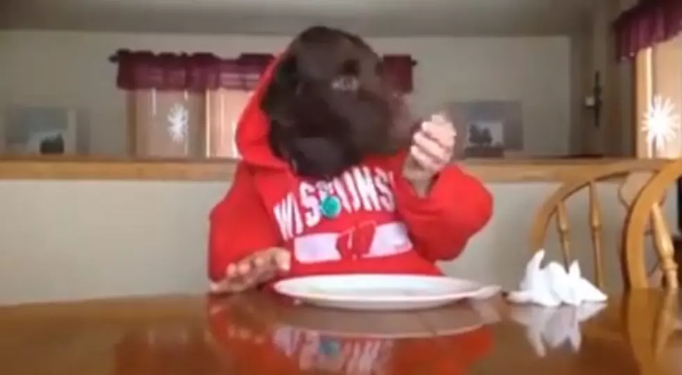 The Funniest Labrador Video You&#8217;ll Ever See! [VIDEO]