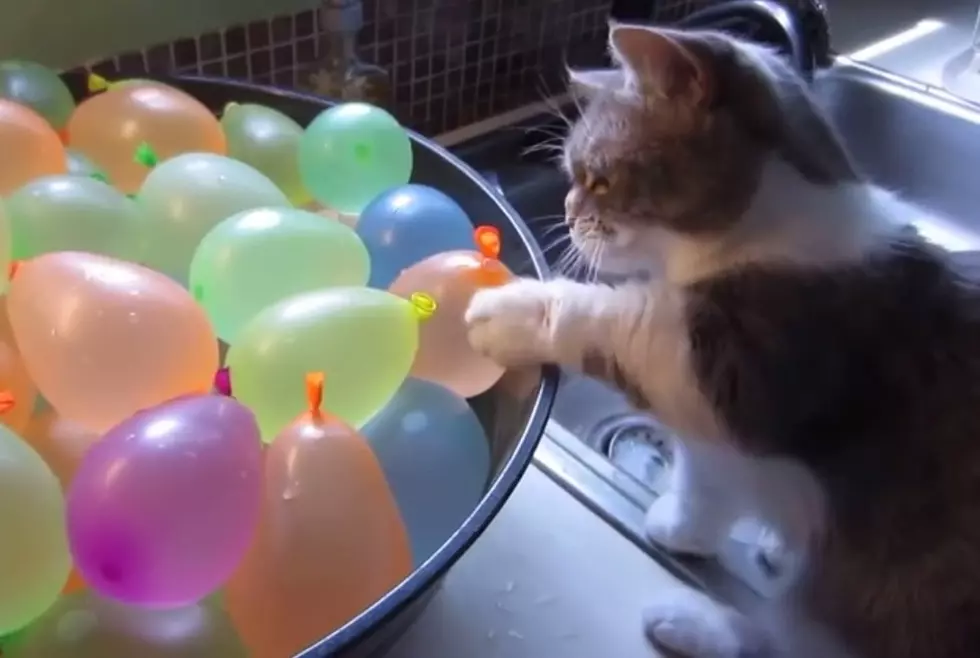 Cat + Water Balloons = Adorable! [VIDEO]