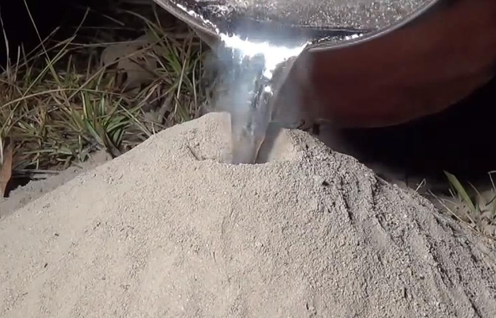 Molten Aluminum Ant Hill Art [VIDEO]