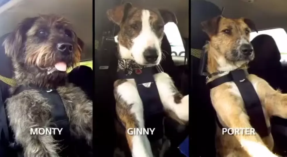 The World&#8217;s First Driving Dogs [VIDEO]
