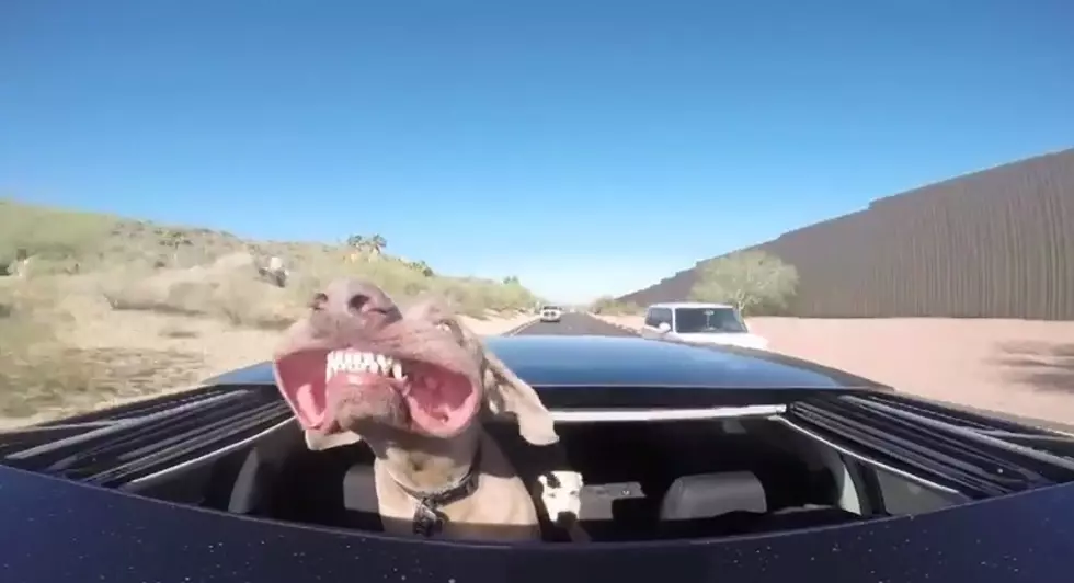 The Happiest Dog On Earth