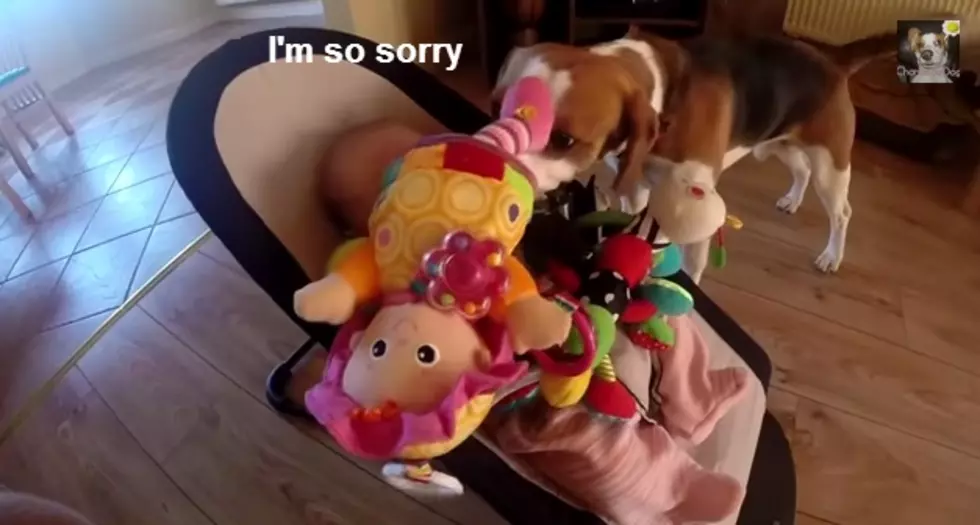 Dog Steals Baby&#8217;s Toy, Feels Guilty, Then Says &#8220;Sorry&#8221; In The Most Adorable Way [VIDEO]
