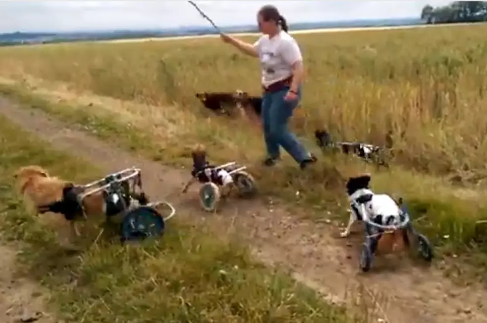 Dogs In Wheelcarts [VIDEO]