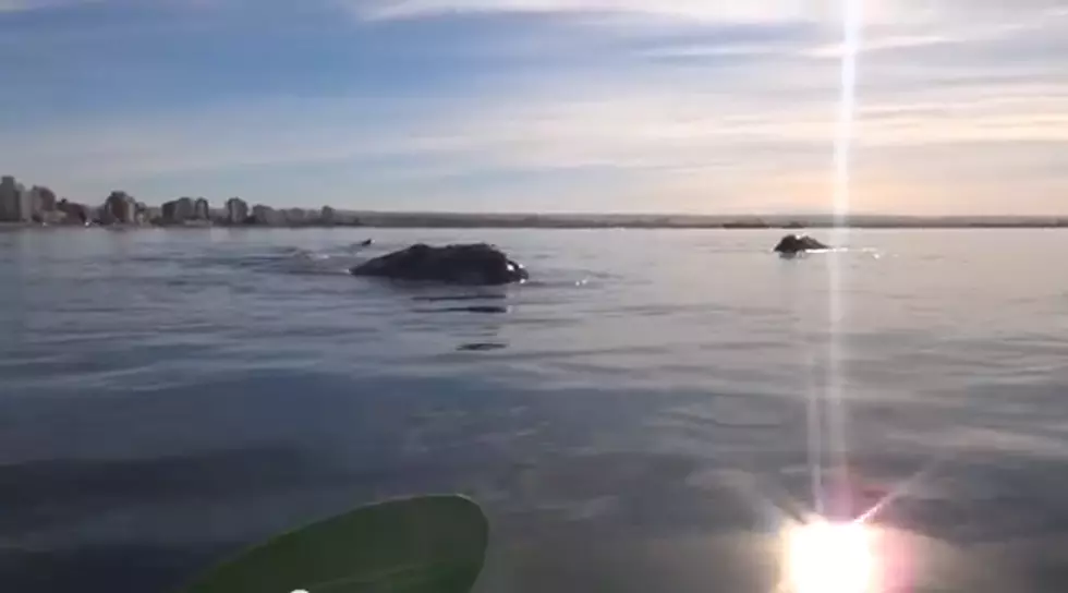 Kayak ON A Whale! [VIDEO]
