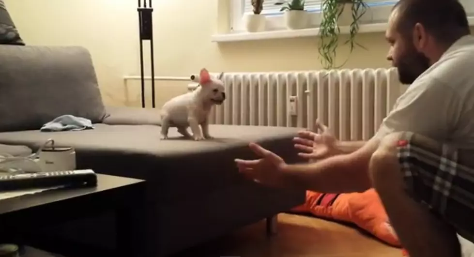 Rocky, The French Bulldog Earns Trust [VIDEO]