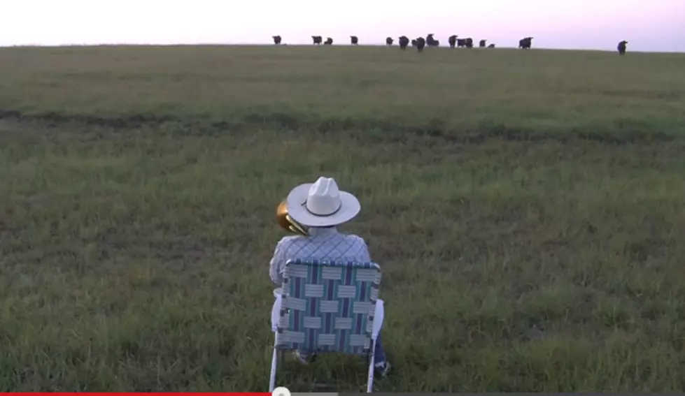 Cattle Called By A Trombone! [VIDEO]
