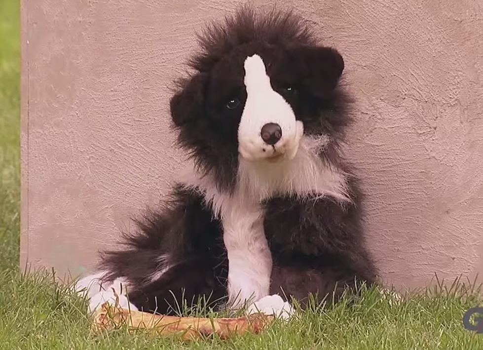 Fake Dog Protects Real Bone [VIDEO]