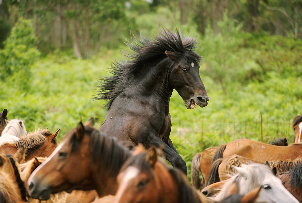 Horse Dances To &#8220;All About That Bass&#8221; From Meghan Trainor [VIDEO]