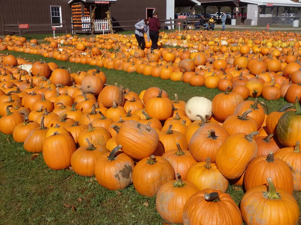 All Of The  Pumpkin Patches Where You Can Pick Your Own Pumpkins in WNY [LIST]