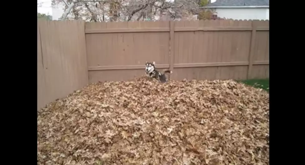 Husky Pile o' Leaves [VIDEOS]