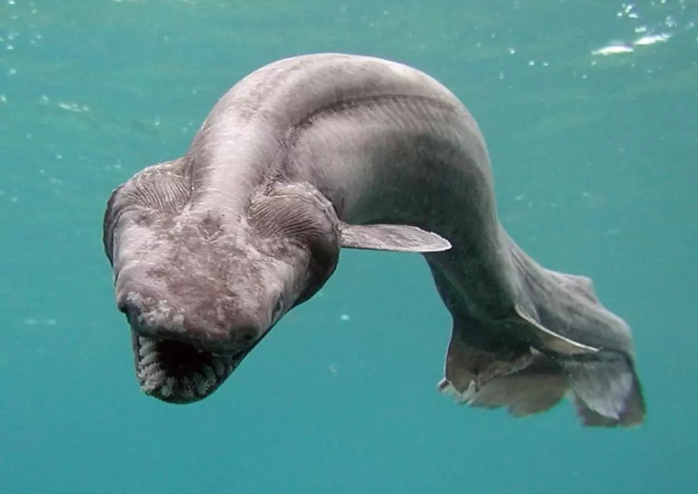 This Rare and Disturbing Frilled Shark Will Startle You [PHOTOS]