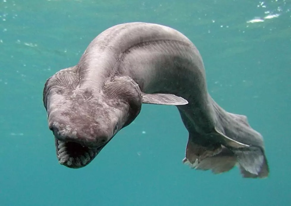 Deep-Sea Fish, Frill Shark Found Alive In Numazu, Japan
