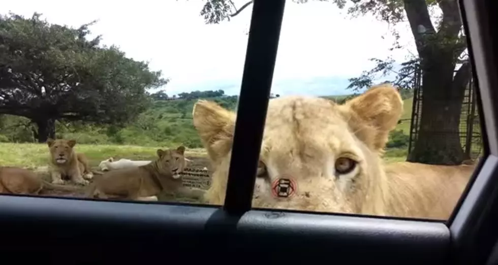 Make Sure Doors Are Locked During Your Next Lion Safari [VIDEO]