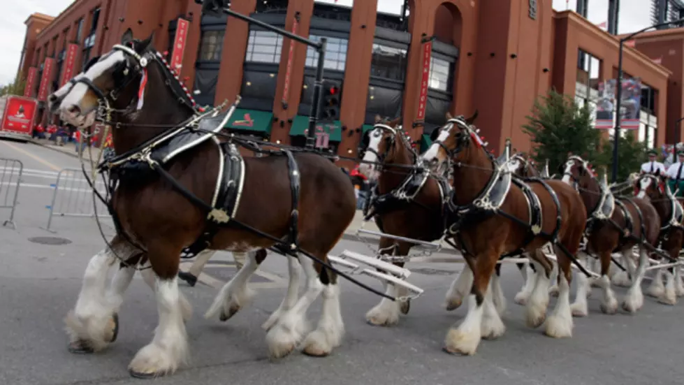 Budweiser Clydesdales in WNY