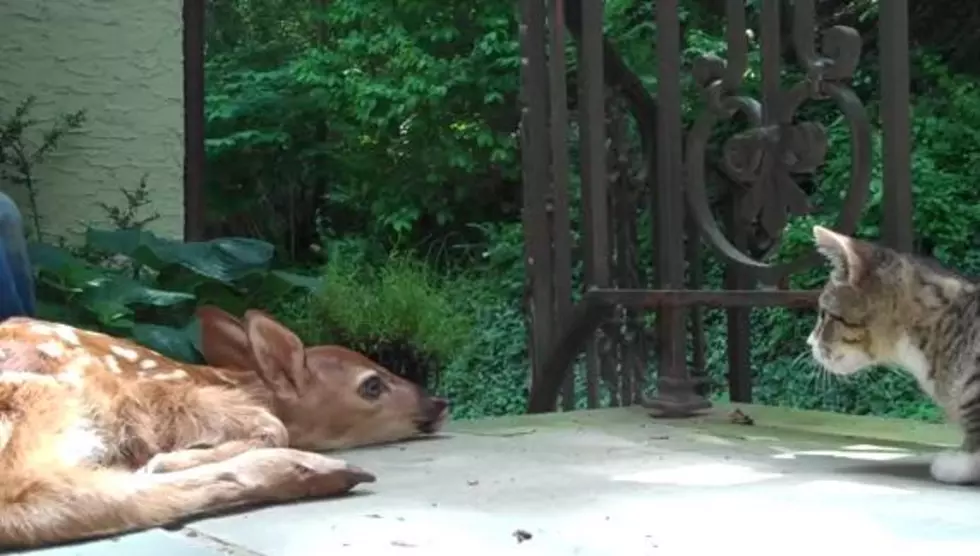 Aww! Watch This Fawn + Kitten Meet for the First Time [VIDEO]
