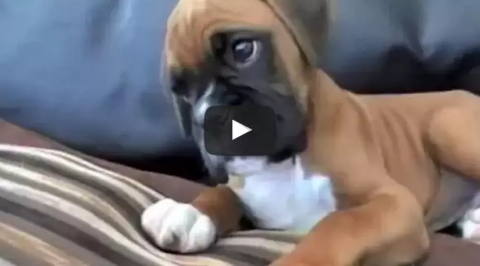 Dad Puts Mom on Speakerphone + This Puppy&#8217;s Reaction Is SO Cute [VIDEO]