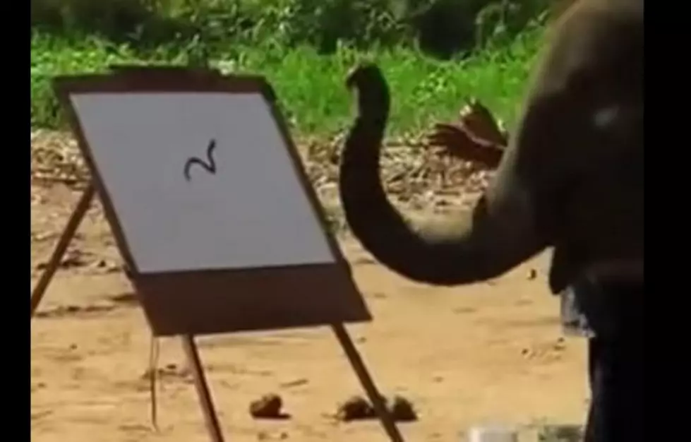 This Is Amazing! An Elephant Drawing an Elephant [VIDEO]