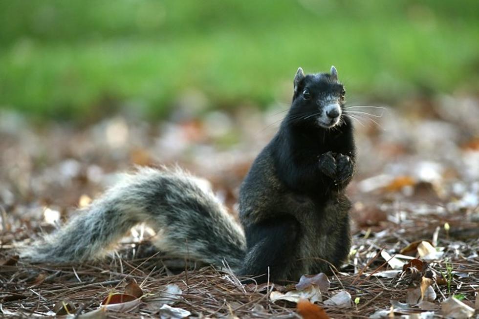 3 Things You Can Feed Your Pet Squirrel