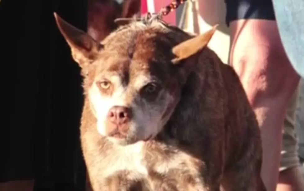 This Dog Was Crowned ‘World’s Ugliest Dog’ + It Won a Cash Prize [VIDEO]