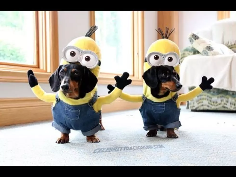 Weiner-Dog Minions? This is So Cute! [VIDEO]