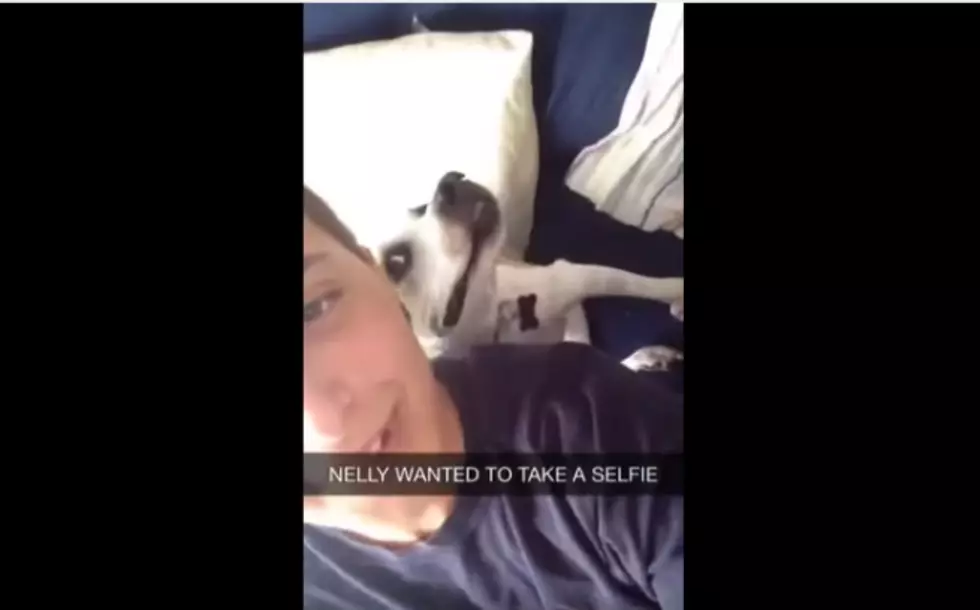 Hilarious Dog Poses For Funny Selfie! [VIDEO]