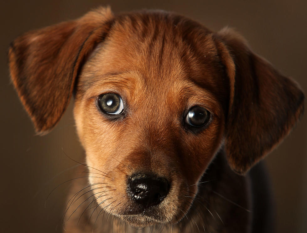 This Research Says Dogs Really Do Care if You&#8217;re Sad [VIDEO]