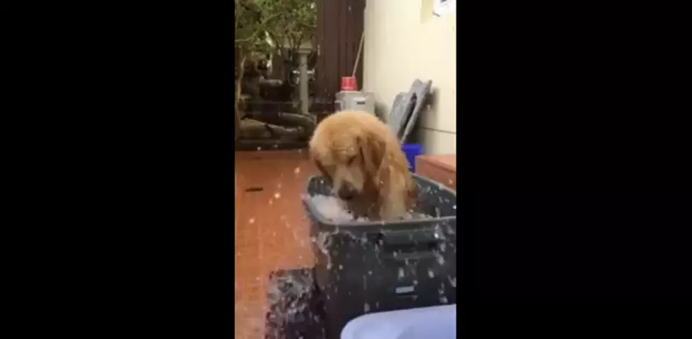 Golden Retriever Puppy Just Makes Us Happy Playing In The Bath [VIDEO]