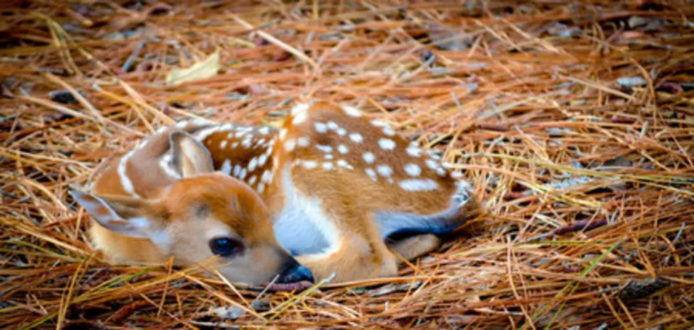 Bambi + Thumper Meet in Real Life! [VIDEO]