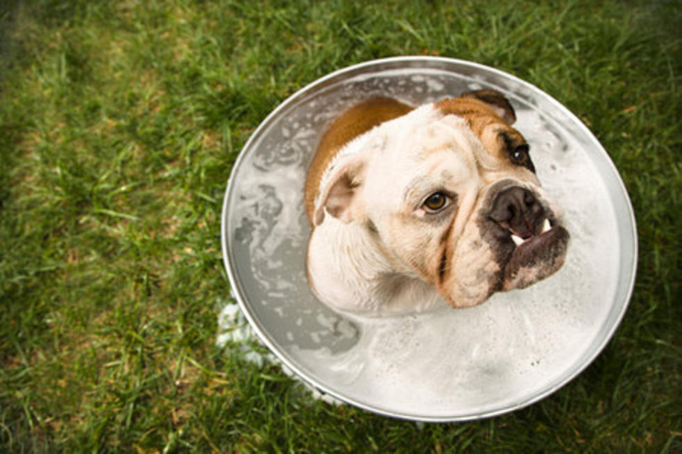 English Bulldog Carries Box In His Mouth, Keeps Bumping Into Things [VIDEO]