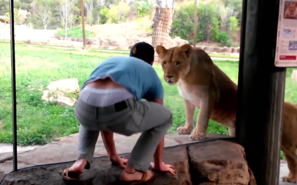 These Lions Have A Riot Playing With This Guy At The Zoo! [VIDEO]