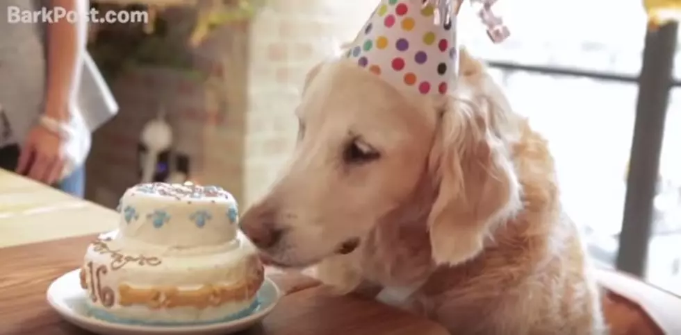 Last Known Surviving Search Dog From 9/11 Celebrates 16th Birthday [VIDEO]