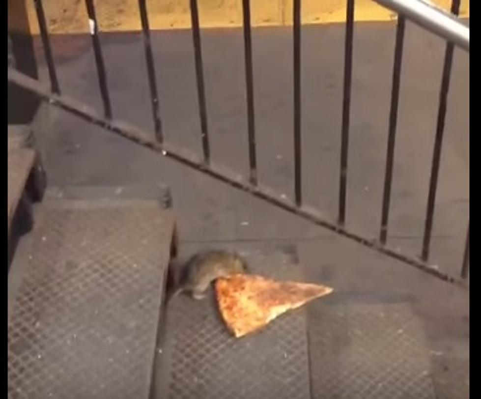 Rats Love Pizza Too! [VIDEO]