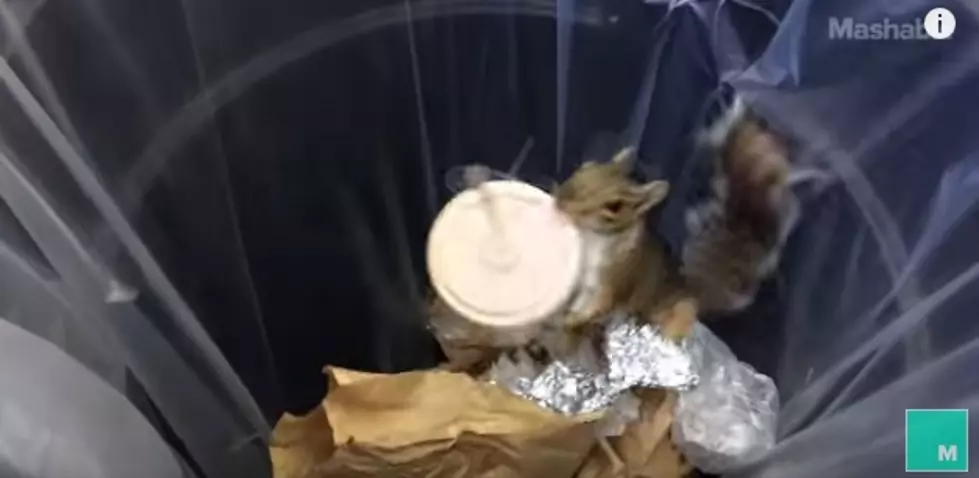 Milkshake Squirrel [VIDEO]