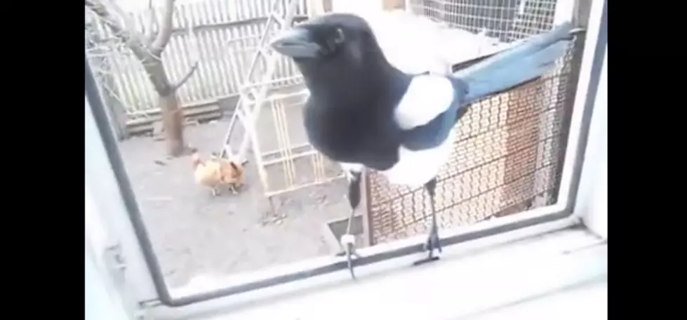 This Bird Laughs Just Like a Little Girl + It Will Make You Laugh Too [VIDEO]