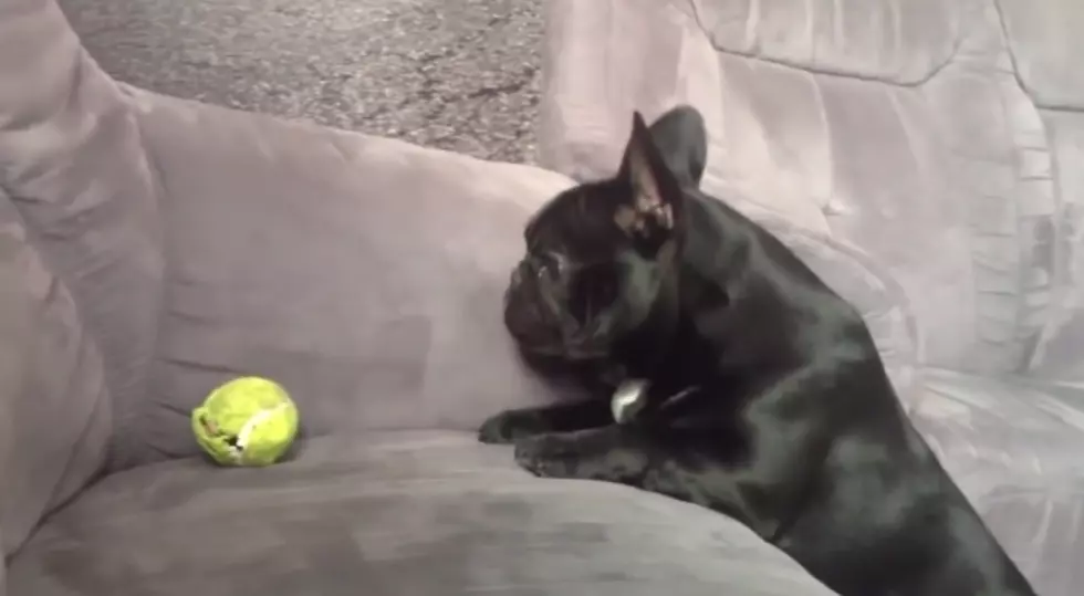 HILARIOUS: Dogs Who Fail At Being Dogs [VIDEO]