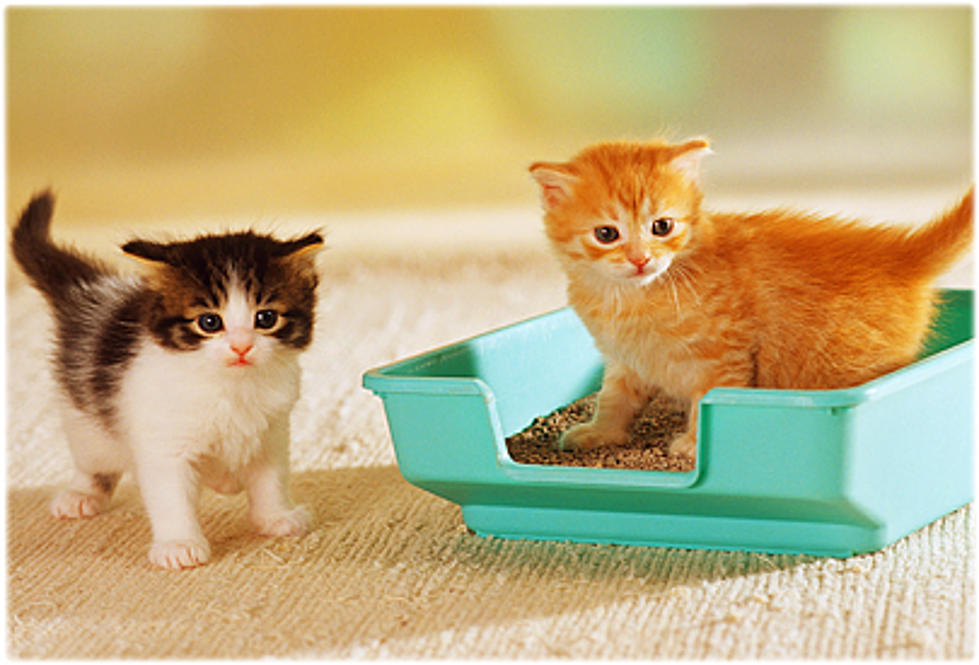 Litter box cleaning      
