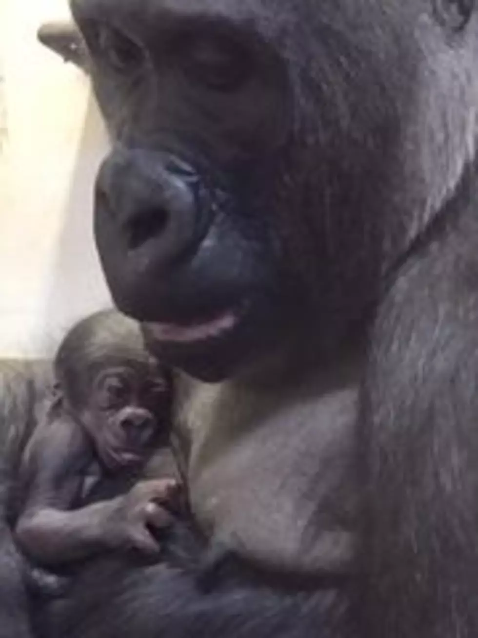 The Buffalo Zoo Welcomes A New Baby Gorilla