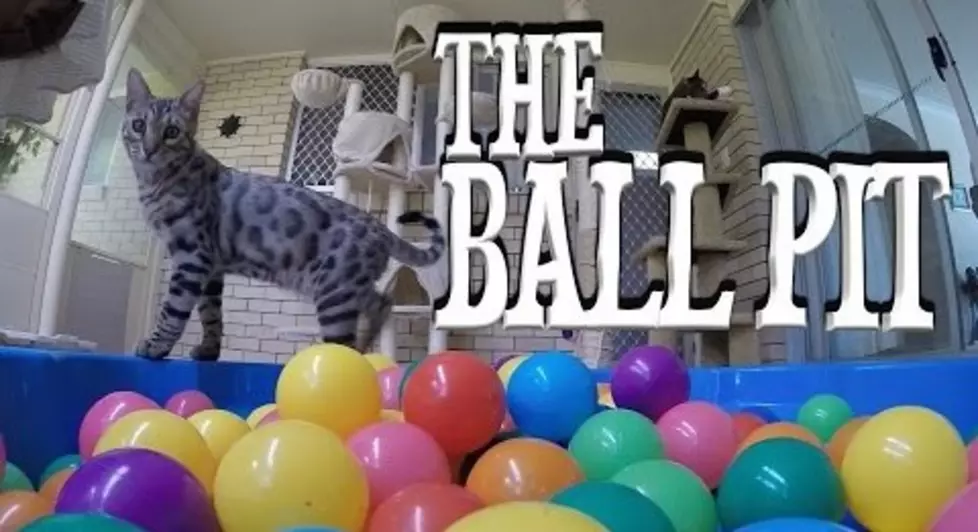 Watch Boomer The Cat Enjoy His Kiddy Pool Full of Balls [VIDEO]