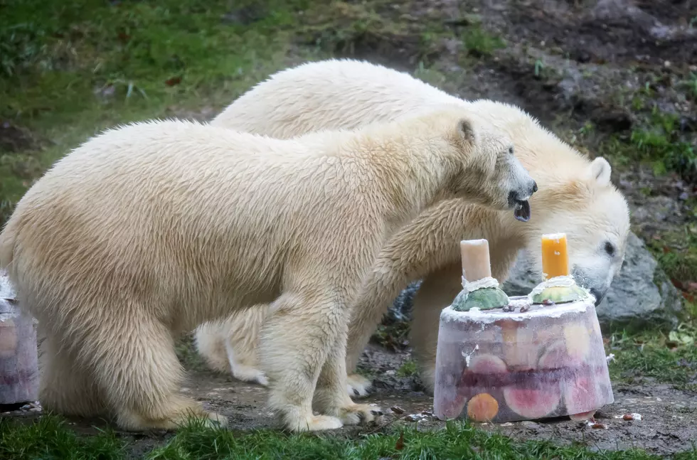 Don&#8217;t Miss Zooper Saturday&#8217;s at the Buffalo Zoo [VIDEO]