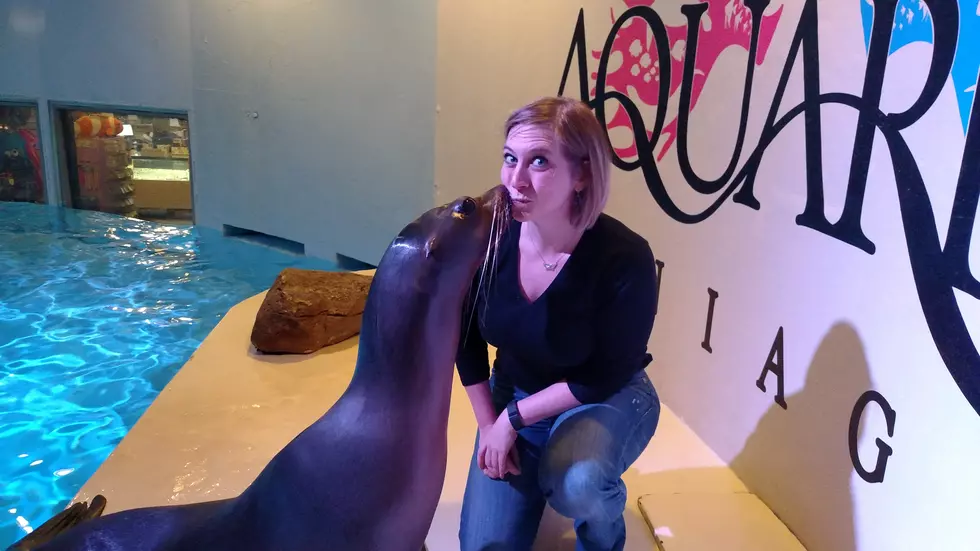 Mix Morning Rush Plays With Sea Lions at Aquarium of Niagara [VIDEO + PHOTOS]