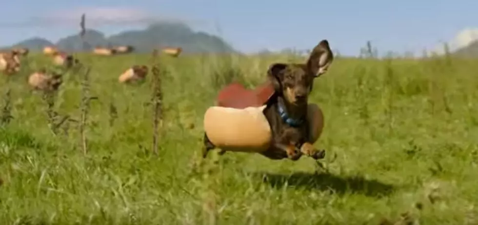 Weiner Dogs Dressed As Hot Dogs Running To Condiments &#8212; Winner! [VIDEO]
