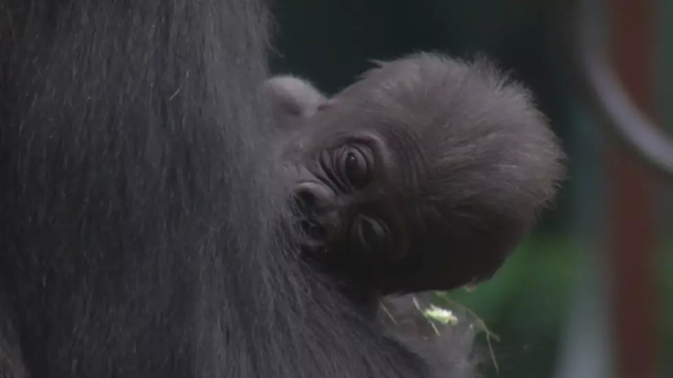 Help Name The Baby Gorilla