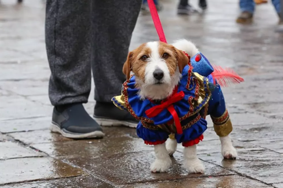 Mini Dog Fashion Show In Amherst Is Cutest Thing You’ll See Today