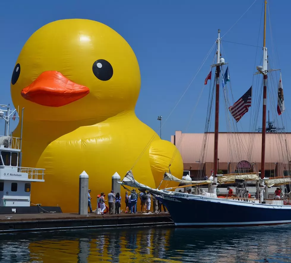 World's Largest Rubber Duck 