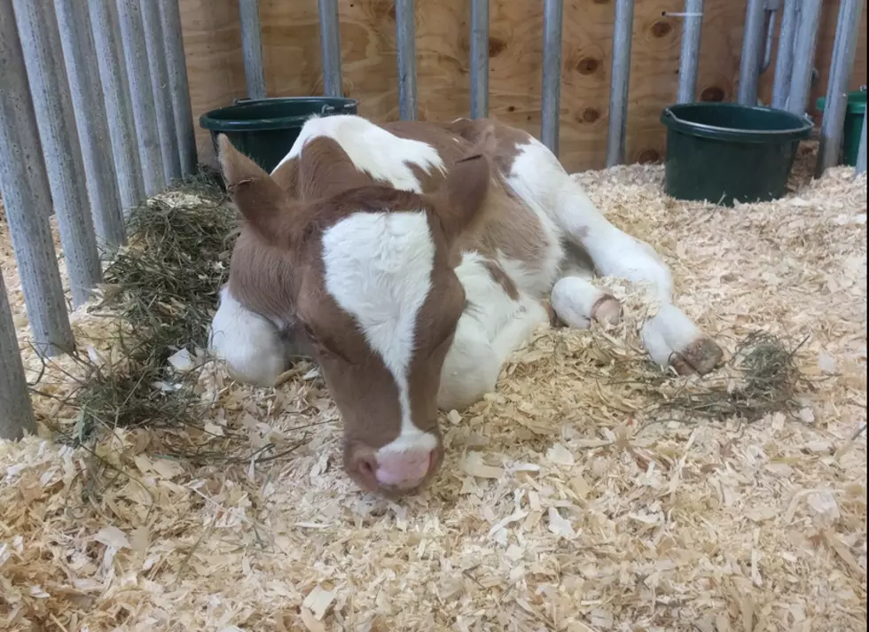 When Can You Expect to See a Calf Born at the Erie County Fair?
