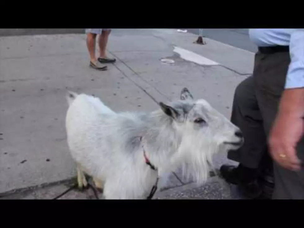 Why Was There a Goat in Downtown Buffalo?