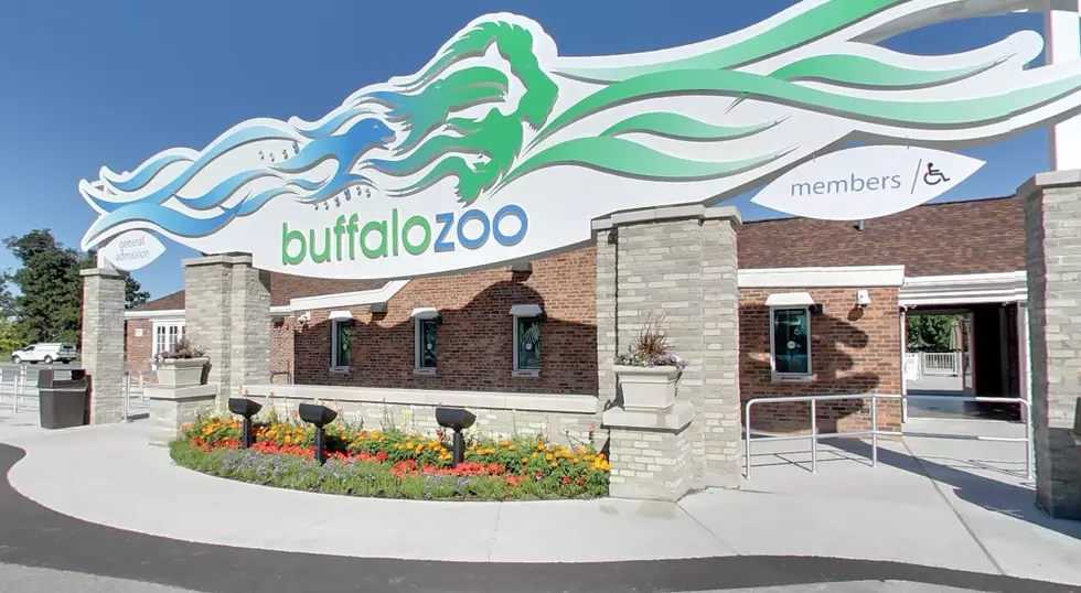 Buffalo Zoo Baby Reindeer Gets Named