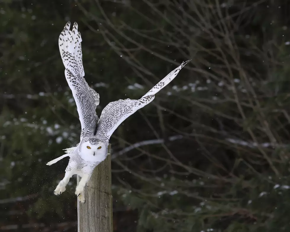 Snowy Owl Back in Batavia