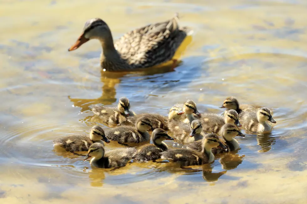 Amherst Highway Department Rescues Baby Ducks